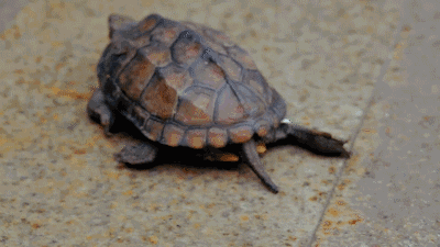 动物 龟 400_225 gif 动态图 动图