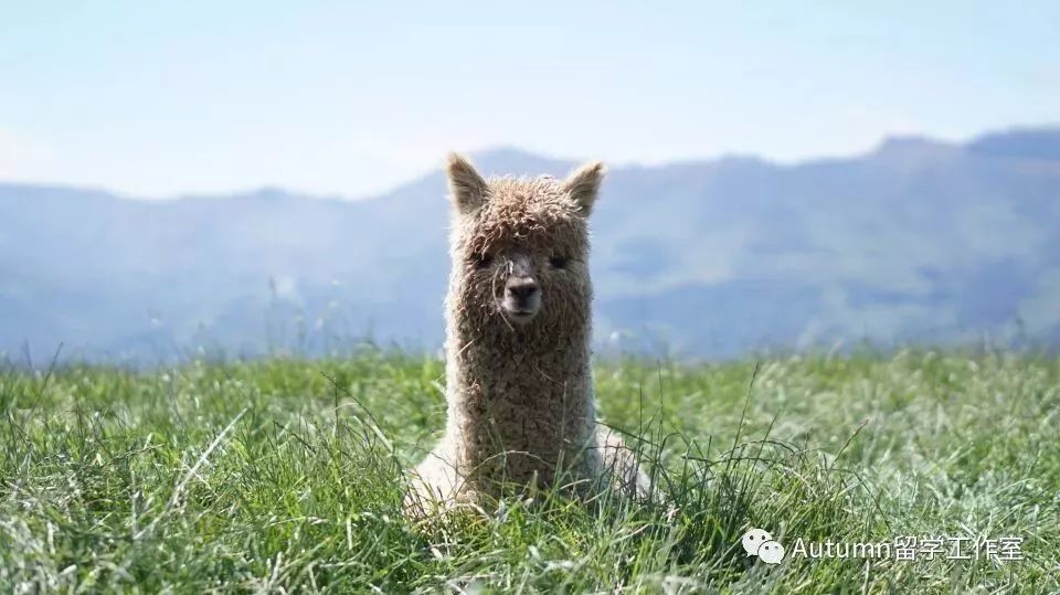 恋练笔记本 之多见少用的动词总结(1)