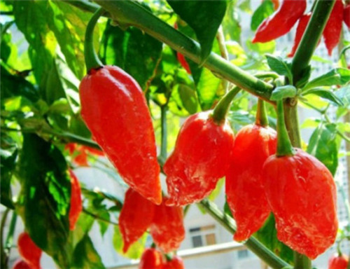 辣椒辣度最新排名,看看咱中国有几种辣椒上榜