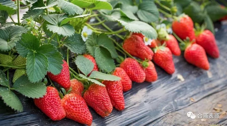 草莓园内有牛奶草莓,巧克力草莓,满满当当,不少草莓已经成熟,红艳艳的