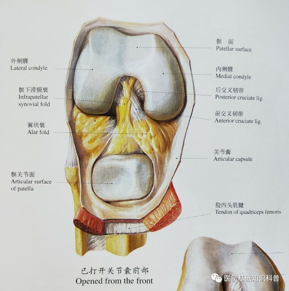 关节唇是附着于关节窝周缘的纤维软骨环,它加深关节窝,增大关节面如 