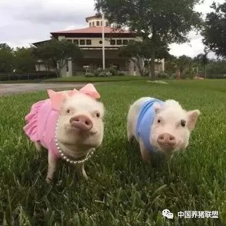 养猪不再受猪价影响?这样养怎么养都赚钱-天天快报