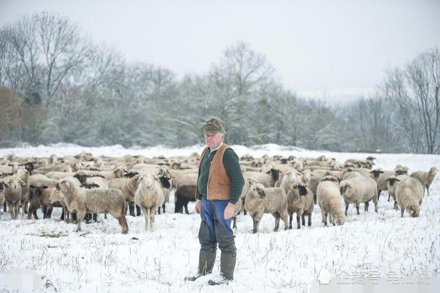 2018年,写给养羊人的几句话!