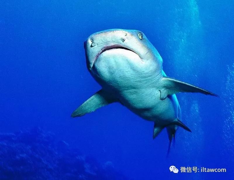 "海中猛虎"-居氏鼬鲨