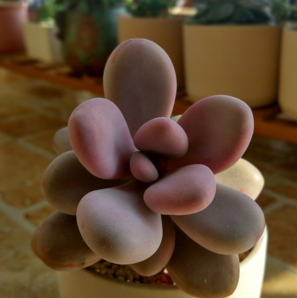 大小多肉之 忆长干-桃美人