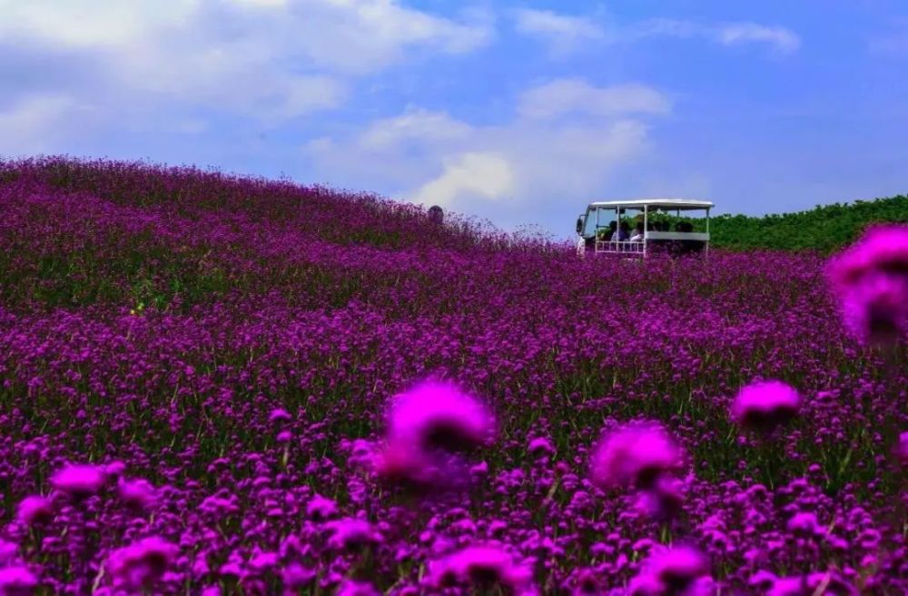 主要景点:桐梓黔北花海,娄山关,遵义会议会址,播州花茂苟坝,湄潭中国