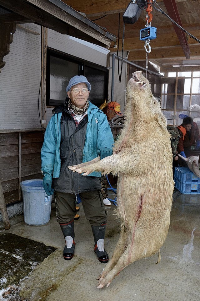 73岁猎人打死大野猪 酷似《幽灵公主》乙事主
