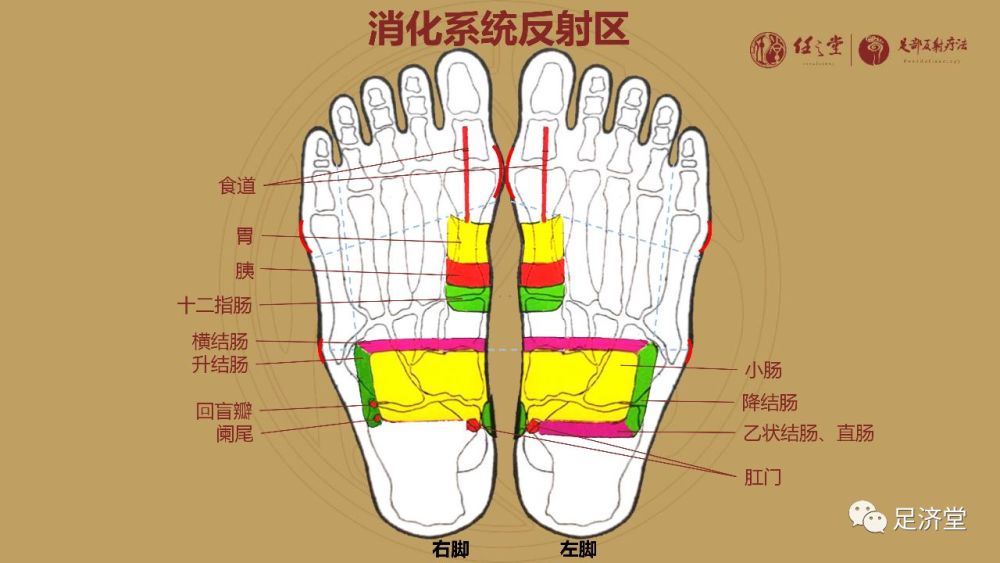 如果想让效果更好的话,还可以在上述反射区之前加上 心脏反射区和