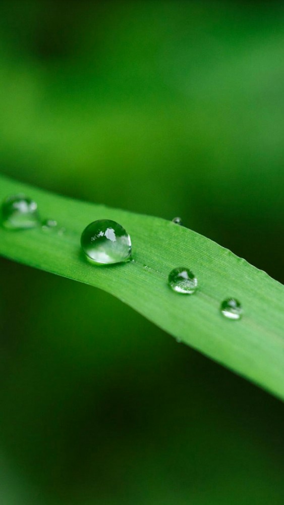 苔痕上阶绿 草色入帘青 高清护眼壁纸来袭