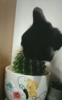 猫咪把仙人掌当鱼,吃得津津有味,这是传说的饿鬼投胎?