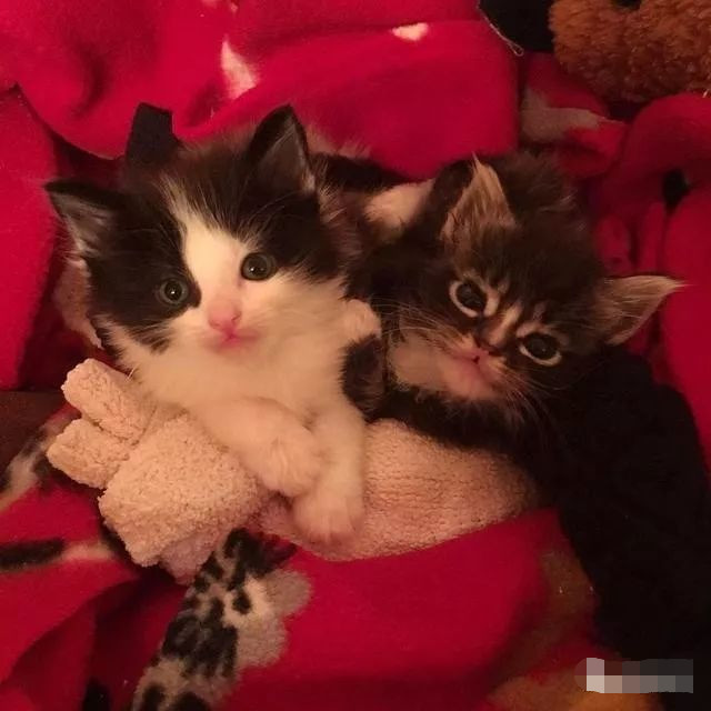 两只小奶猫被亲妈丢弃,比特犬当保姆:别怕有我在!