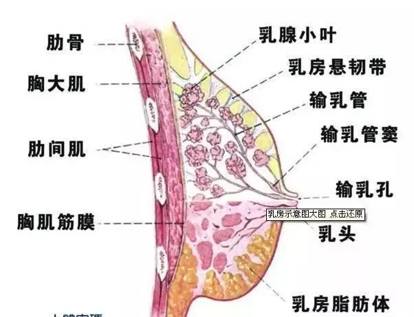 每个乳房都是独立的个体,很多女性在生孩子前乳房的大小和形状可能就