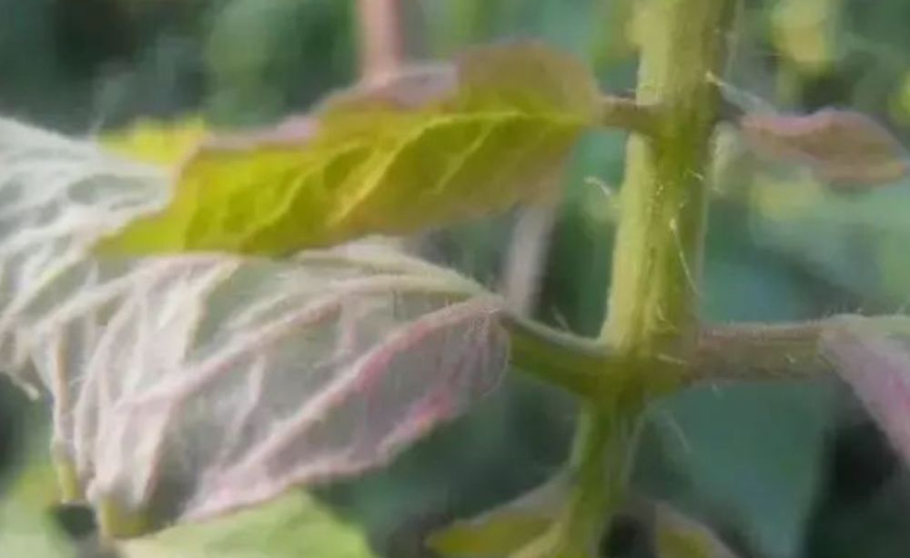 作物缺磷症状大全,看完这篇就懂啦!