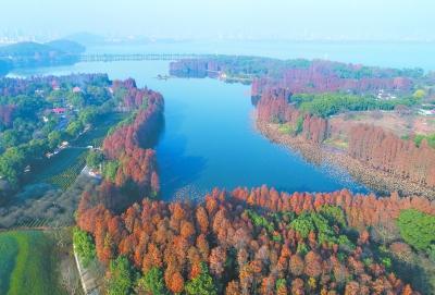 其中,江夏区藏龙岛湿地公园