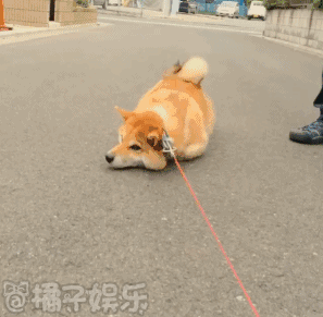 用生命在拒绝 柴犬你怎么了柴犬?