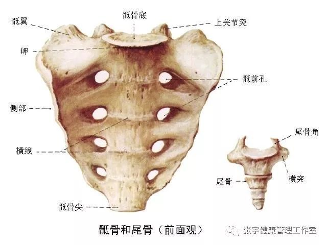 如果尾骶骨处因为自身原因如饮食寒凉,冷饮等情况;外在穿裤子低腰不