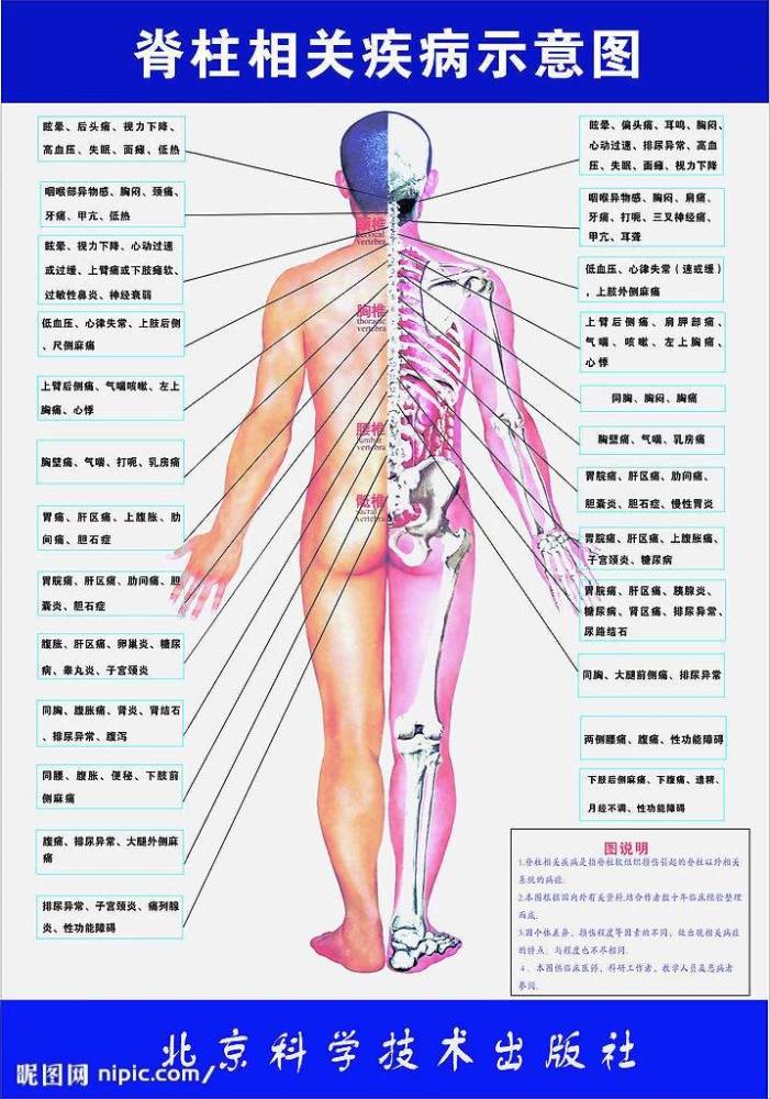 肌肉僵硬紧张后使得骶神经传导受阻;接着相对应的器官组织功能就会
