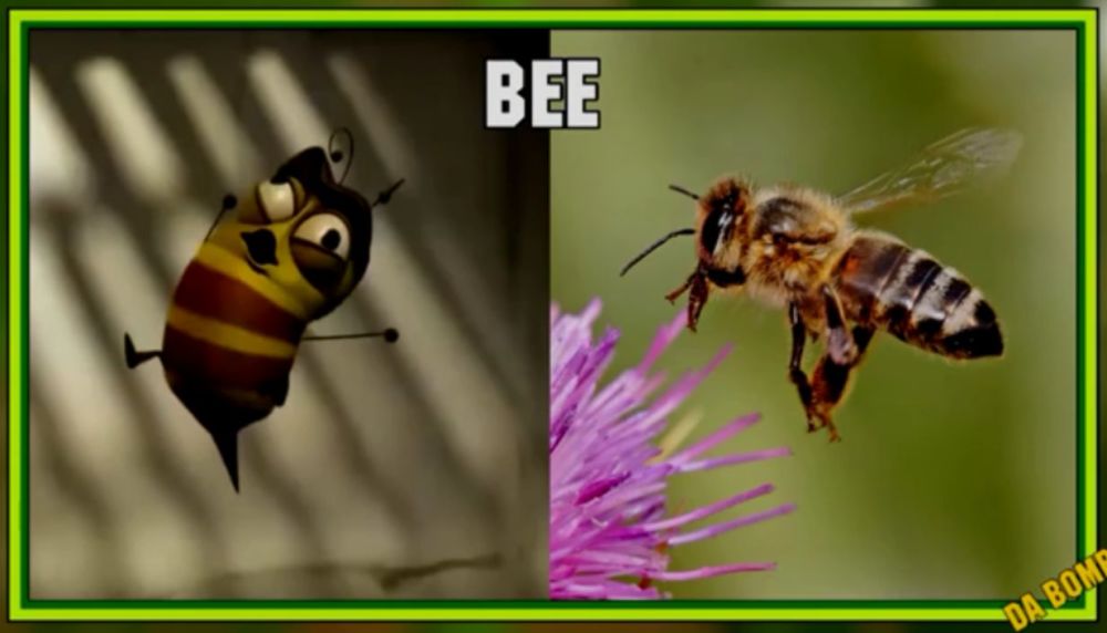 膜翅目蜜蜂科 是一种会飞行的群居昆虫,它们被称为资源昆虫.