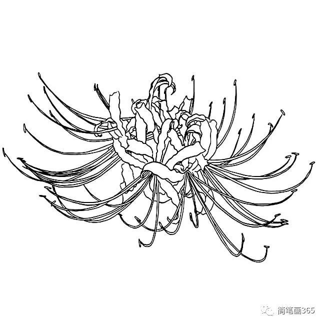 画彼岸花 简笔画大全