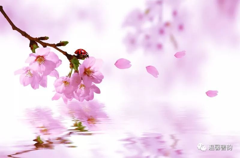 忆往昔 桃花雨