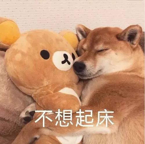柴犬表情包 i 不想起床 继续睡