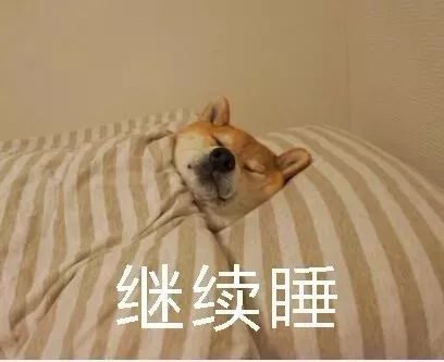 柴犬表情包 i 不想起床 继续睡