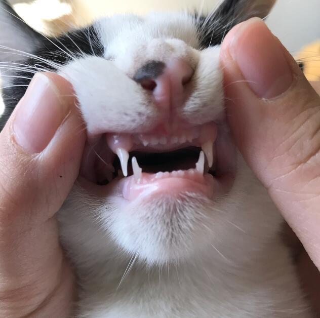 给猫咪检查牙齿 呲牙裂嘴的样子实在太搞笑了