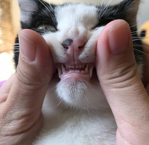 给猫咪检查牙齿 呲牙裂嘴的样子实在太搞笑了
