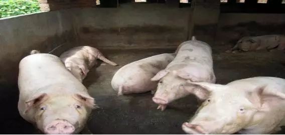 2018年新政策:农户养殖证能领补贴啦!最高能领