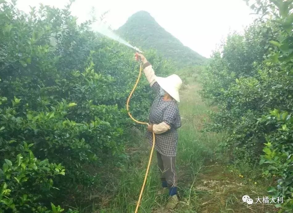 柑橘冬季清园攻略