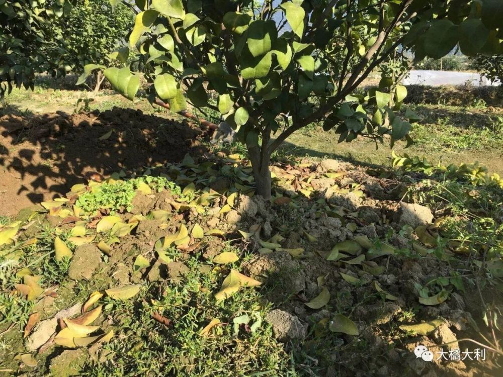 柑橘冬季清园攻略