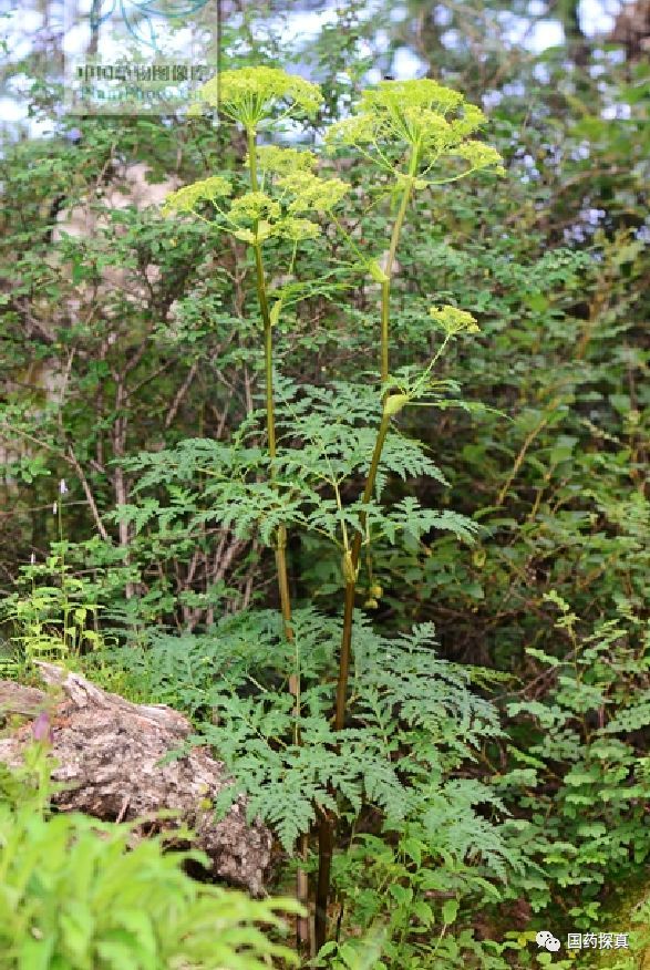 下图:羌活植物(图片来源《中国数字植物标本馆》) 下图:羌活植物花序