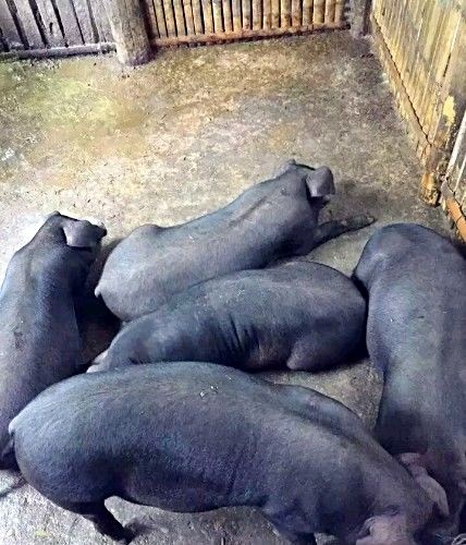 农家土黑猪初长成,毛猪15一斤,皮薄肉盈,求购者