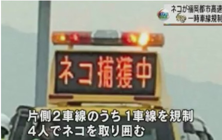 上次逮猪这次抓猫！福冈高速1小时大混乱