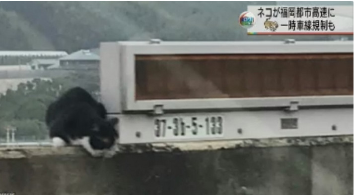 上次逮猪这次抓猫！福冈高速1小时大混乱
