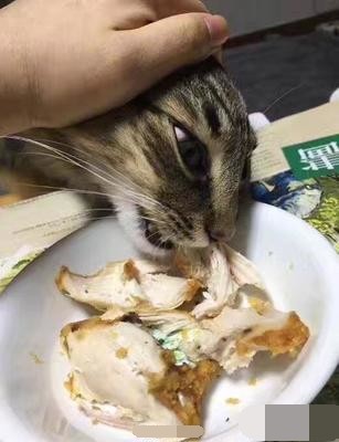 猫咪偷吃东西,被抓到后的表情亮了,猫:凭本事吃到的凭
