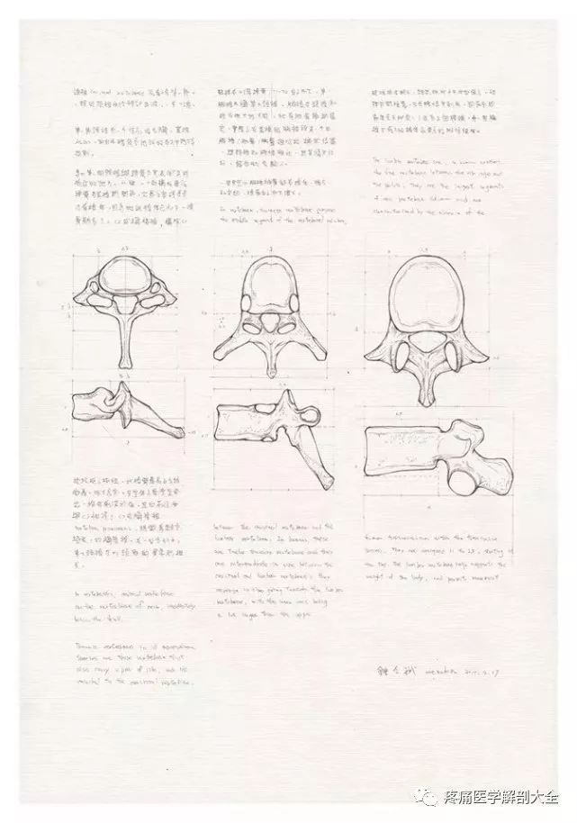 解剖图全手绘,这个老师太牛了