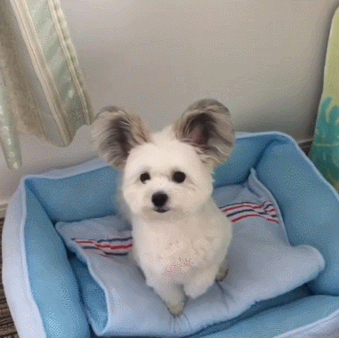 再给一条小鱼干吧,拜托拜托