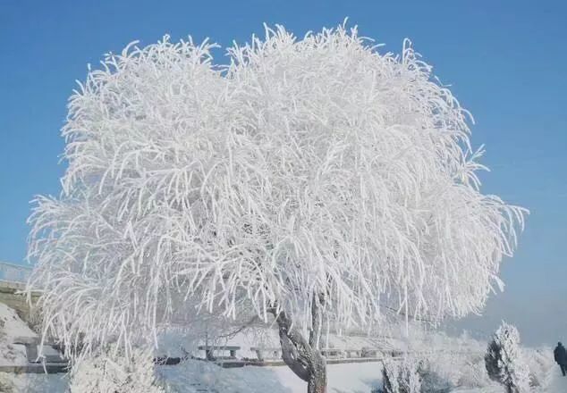 遇见美景,东北2018年1月18日雾凇(树挂),图文存念!