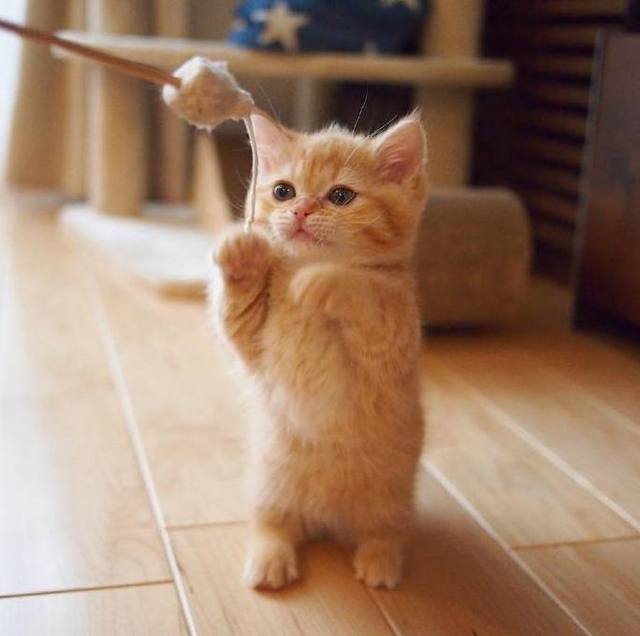 领养了一只小橘猫 本以为会一直萌萌哒 没想到几个月后画风突变 看点快报