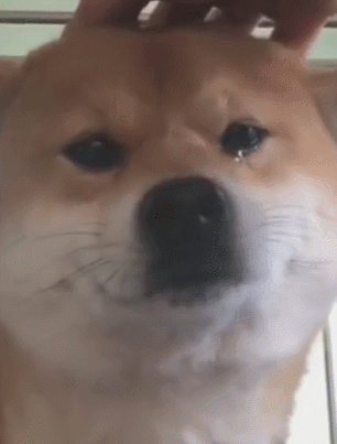 壁纸 动物 狗 狗狗 306_403 竖版 竖屏 手机 gif 动态图 动图