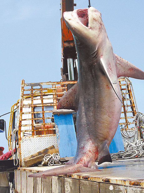 1】可怕的广盐性鲨鱼——公牛鲨 研究表明,公牛鲨是唯一一种可以在
