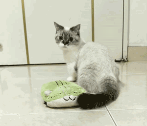 底盘低的车都是超级豪车,底盘低的猫都是超级萌喵!