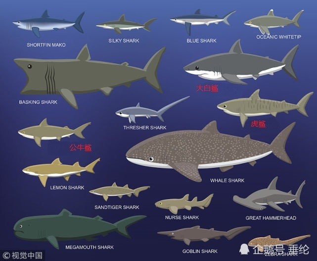 公牛鲨在咸淡水都能生存 会主动攻击人类 大白鲨也在它食谱上