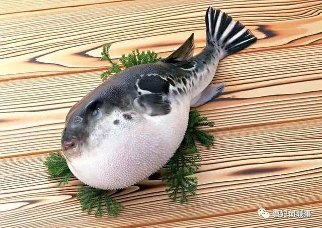河豚鱼