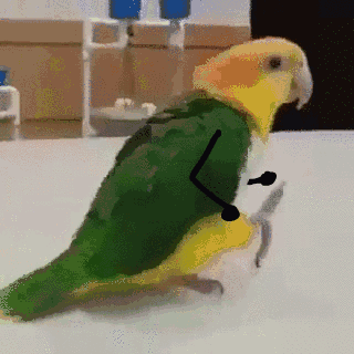 壁纸 动物 鸟 鹦鹉 320_320 gif 动态图 动图
