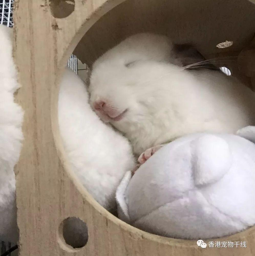 龙猫:即使睡觉也不能忘记卖萌!