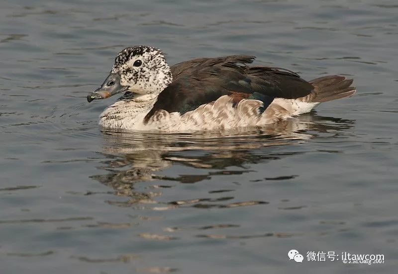 物种图册-瘤鸭