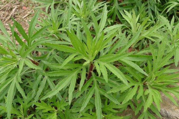 【功效】蒌高味甘,性平,具有止血消炎,镇咳化痰,利隔开胃,平抑肝火