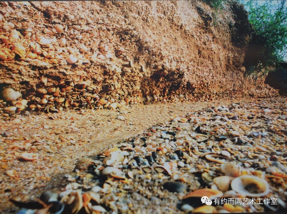 天津的贝壳堤距离现在已经有3800多年的历史了,也是世界三大贝壳堤之